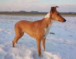 Imalaya Gold of Connemara’s Highlands