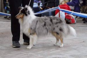 Cesar z Benešovské zahrady