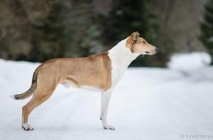 Cu-Chaorach Treun Soroli