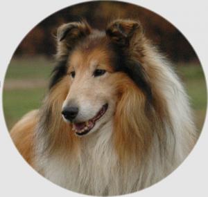 Voodoo's Vow Ze Zlaté Jalny