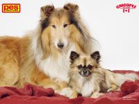 Voodoo's Vow Ze Zlaté Jalny