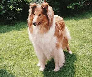 Dairymaid Fatranský Sen