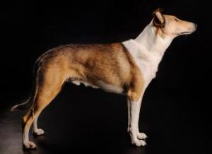 Bandar-šáh Bila Kaífa