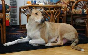 Ellen Krásná Louka