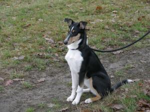 Blackberry Flying Ear