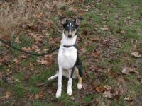 Blackberry Flying Ear