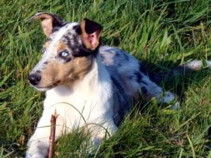 Cranberry Flying Ear