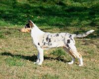 Cranberry Flying Ear