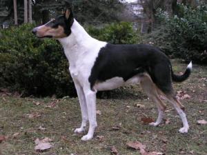 Cestounecestou Nirreterrit