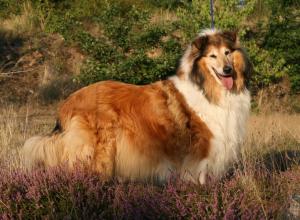 Sonata Jubilee Ze Zlaté Jalny