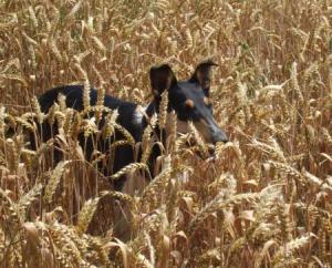 Corpus delicti Nirreterrit