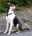 Corpus delicti Nirreterrit