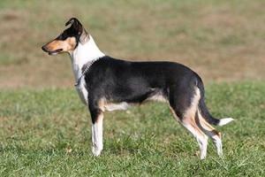 Fatal Error Nirreterrit