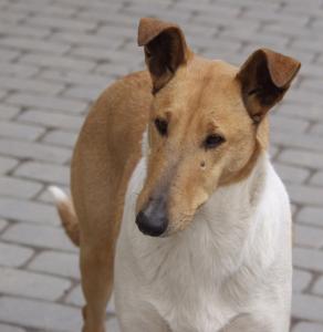 Poulsgaards Born to be Wild