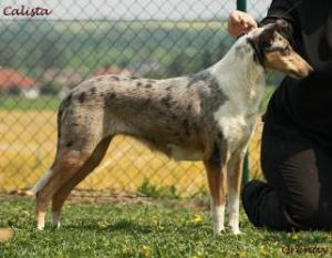 Calista of Bohemia Balada