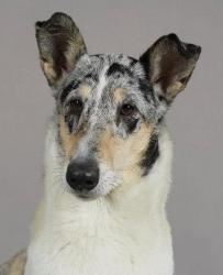 Contesa of Bohemia Balada