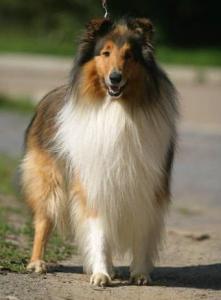 Akim Gold Od Dennynky