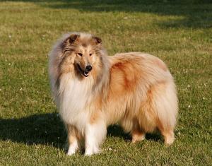 Charmy Krásná Louka