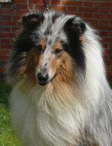 Ice Vision Of African Gold