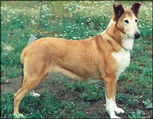 Dalimattas Future Flora