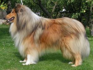 Baron Brit Ronna Bohemia