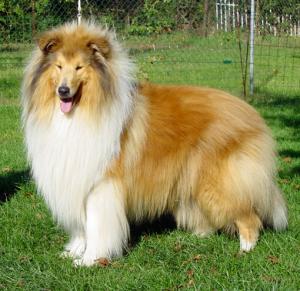 Hokus-Pokus Vom Adlerwappen