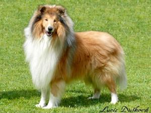 Just To Be African Gold