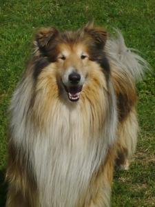 Dreamer Karino Bohemia