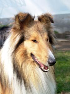 Nikola Gold Olivone Vlčí Žleb