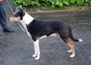 Markylla's Magic Star Pretender