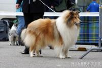 Ready To Go African Gold