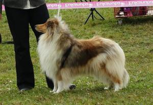 Golden Hanna Vom Rhododendronwäldchen
