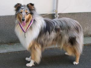 Bianka Z Dančí Louky