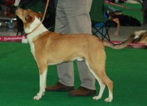 Artemus Bohemia Elenor