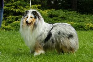 Ultra Merlin African Gold