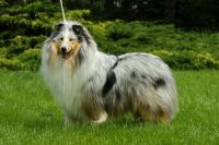 Ultra Merlin African Gold