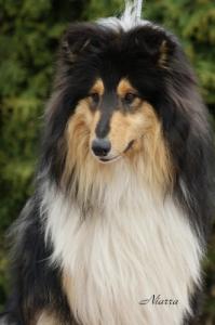 Alfa Adelante Niarra