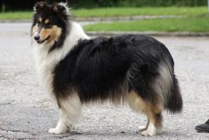 Angel Face Of Niarra