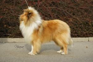 Casanova Z Josefovské Pevnosti