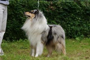 Vision In Blue African Gold