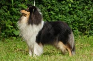 Xclusiv Model Vom Adlerwappen