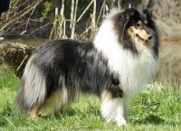 Xclusiv Model Vom Adlerwappen