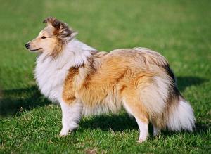 Febe z Josefovské pevnosti