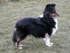 Auriga Drsná Vysočina