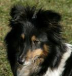 Auriga Drsná Vysočina