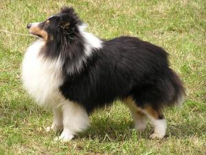 Petr Pan Sněžný Tygr