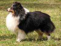 Petr Pan Sněžný Tygr