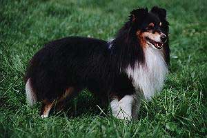 Faradale Frisbee for Grandgables