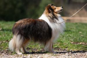 Milesend Broomhouse Antique Gold