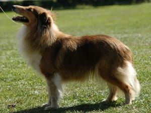 Tootsie ze Souhvězdí Orionu